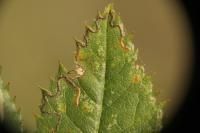 Stigmella anomalella