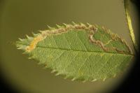 Stigmella anomalella
