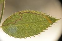 Stigmella anomalella