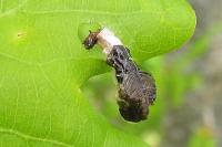 Coleophora currucipennella