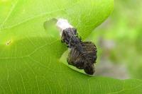 Coleophora currucipennella