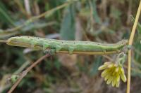 Hecatera dysodea