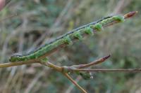 Hecatera dysodea
