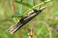 Crambus pascuella