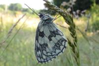 Melanargia galathea
