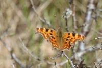 Polygonia c-album