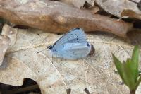Celastrina argiolus