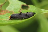 Spuleria flavicaput