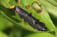 Spuleria flavicaput