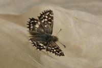 Pyrgus malvae