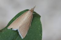 Sclerocona acutella