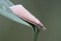Sclerocona acutella