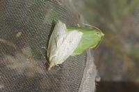Tortrix viridana