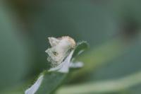 Coleophora colutella