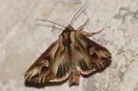 Actinotia polyodon