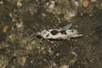 Ypsolopha sequella