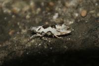 Ypsolopha sequella
