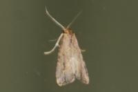Schrankia costaestrigalis