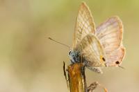Lampides boeticus