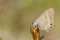Lampides boeticus