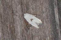 Pseudopostega auritella