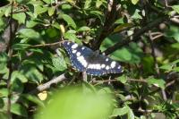 Limenitis reducta
