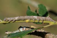 Catephia alchymista