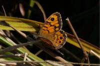 Lasiommata megera