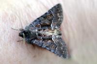 Thalpophila matura