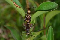 Chamaesphecia nigrifrons