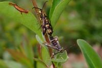 Chamaesphecia nigrifrons