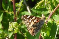 Vanessa cardui