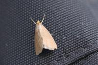 Evergestis aenealis