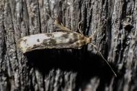 Enolmis acanthella