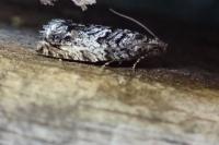 Cydia fagiglandana