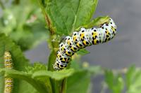 Cucullia verbasci