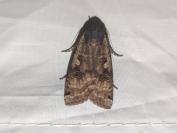 Noctua pronuba