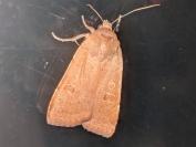 Hoplodrina ambigua