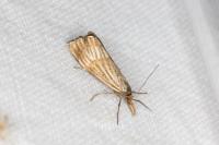 Chrysocrambus linetella