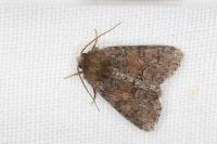 Oligia latruncula