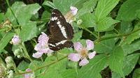 Limenitis camilla
