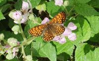 Melitaea athalia