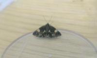 Tyta luctuosa