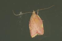 Carcina quercana