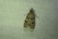 Scoparia ambigualis