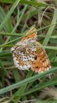 Melitaea phoebe