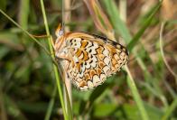 Melitaea phoebe