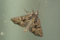 Mesapamea secalella/secalis