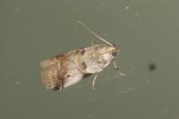 Acrobasis fallouella