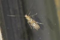 Acrocercops brongniardella